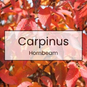 Carpinus – Hornbeam