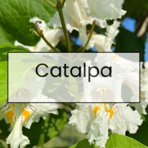 Catalpa