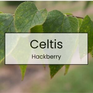 Celtis – Hackberry