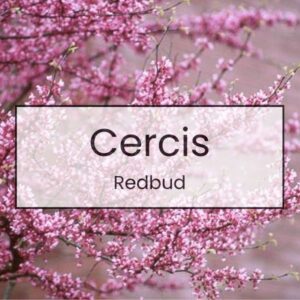 Cercis – Redbud