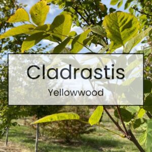 Cladrastis – Yellowwood