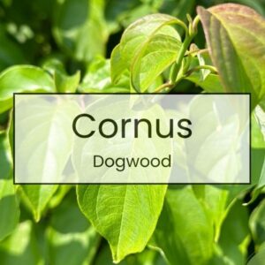 Cornus – Dogwood