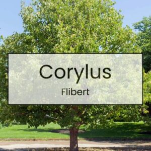 Corylus – Flibert