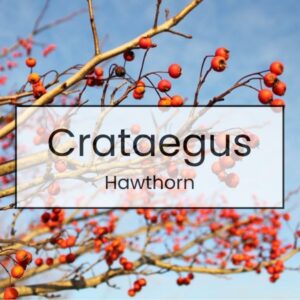 Crataegus – Hawthorn