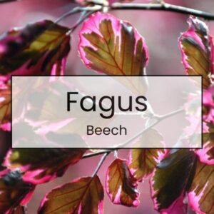 Fagus – Beech