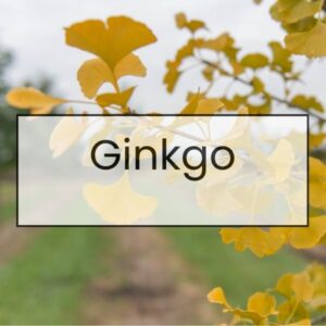 Ginkgo