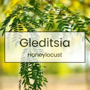 Gleditsia – Honeylocust