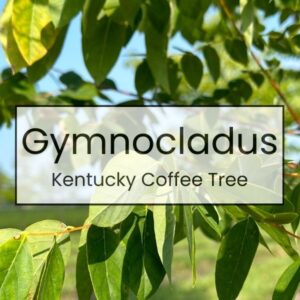 Gymnocladus – Kentucky Coffee Tree