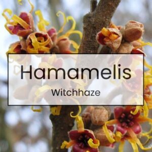 Hamamelis – Witchhazel