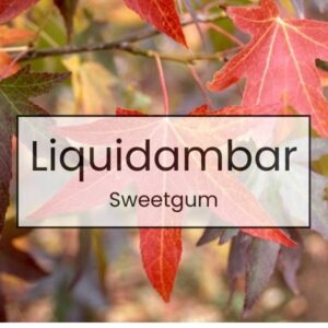 Liquidambar – Sweetgum