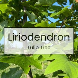 Liriodendron – Tulip Tree