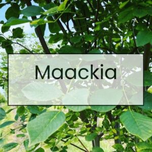 Maackia