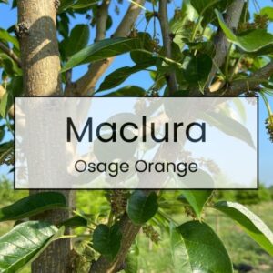 Maclura – Osage Orange