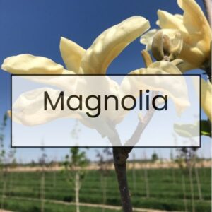 Magnolia