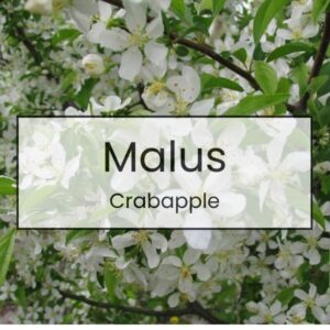 Malus – Crabapple