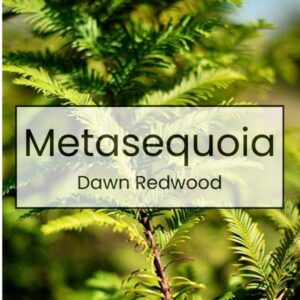 Metasequoia – Dawn Redwood