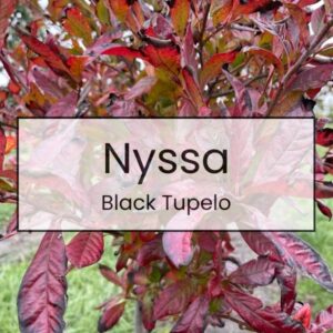 Nyssa – Black Tupelo