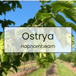 Ostrya – Hophornbeam