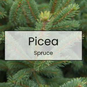 Picea – Spruce