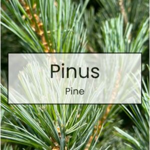 Pinus – Pine