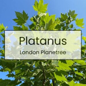 Platanus – London Planetree