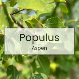 Populus – Aspen