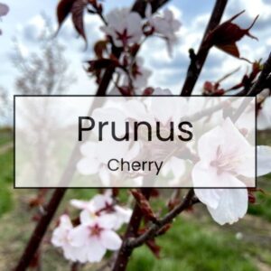 Prunus – Cherry