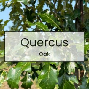 Quercus – Oak