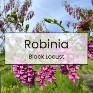 Robinia – Black Locust