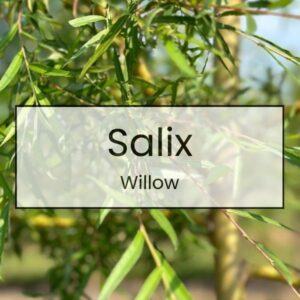 Salix – Willow