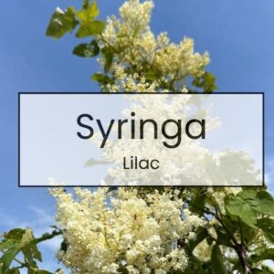 Syringa – Lilac