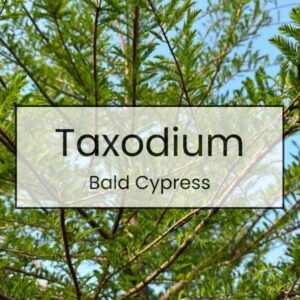 Taxodium – Bald Cypress