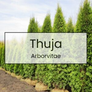 Thuja – Arborvitae