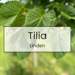 Tilia – Linden