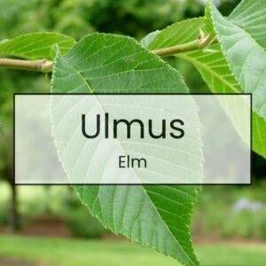 Ulmus – Elm