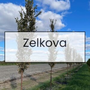 Zelkova