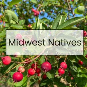 Red serviceberry berries with text Midwest Natives