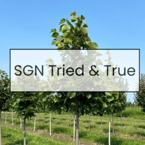 Linden trees in row with words SGN Tried & True as background