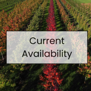 Current Availability | Spring Grove Nursery | Rows of Trees