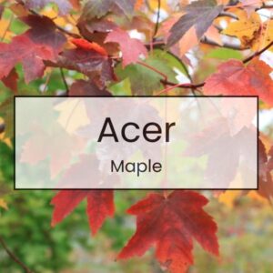 Acer - Maple