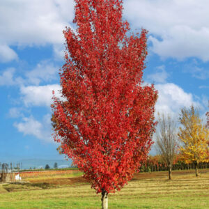 Acer rubrum WW Warren Red Fall Color