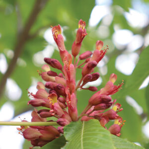 Red flowers of Aesculus x bushii Aaron #1