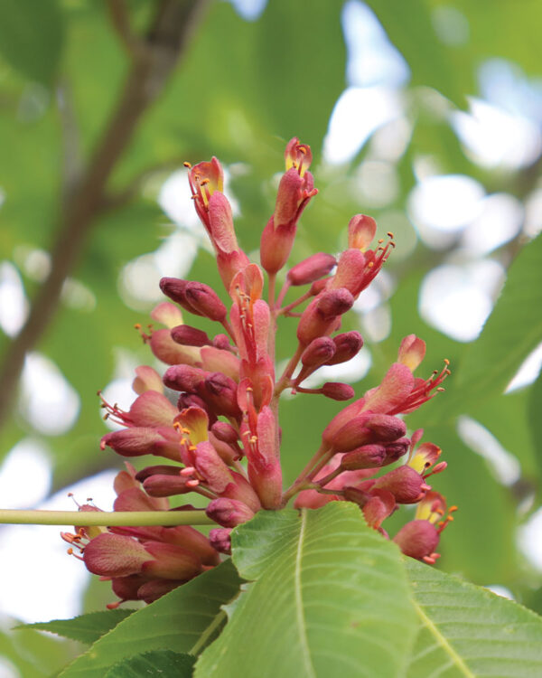 Red flowers of Aesculus x bushii Aaron #1