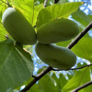 Asimina triloba