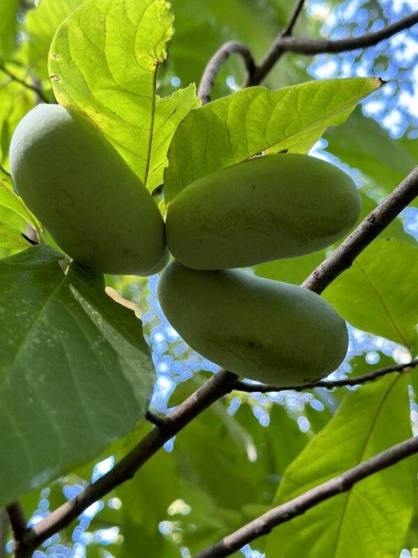 Asimina triloba