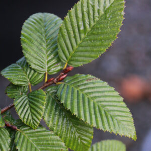 Green textured leaves of Carpinus betulus Lucas