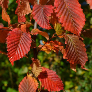 Red fall color of Carpinus betulus Rockhampton Red