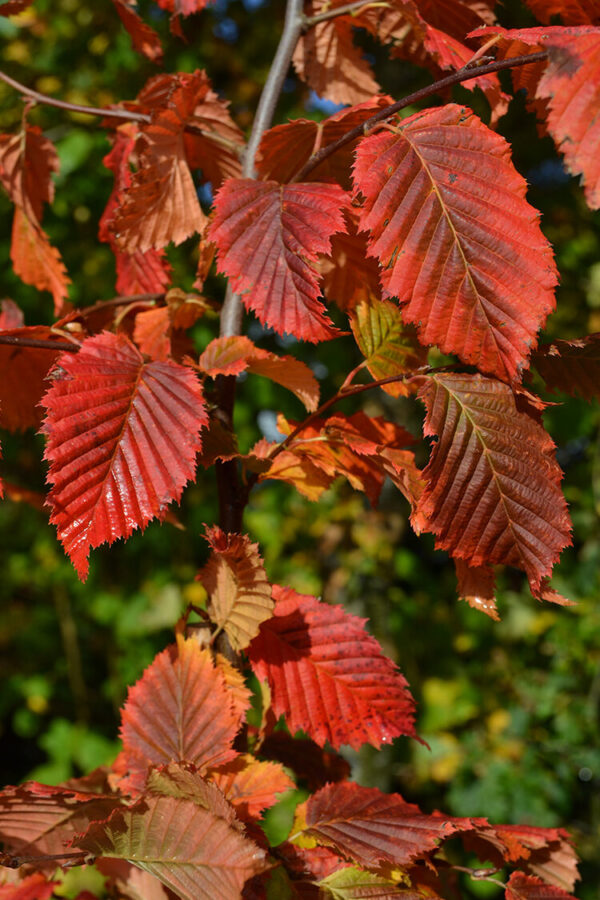 Red fall color of Carpinus betulus Rockhampton Red