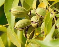 Carya illinoinensis fruits