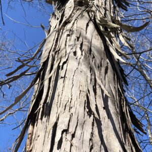 Carya ovata